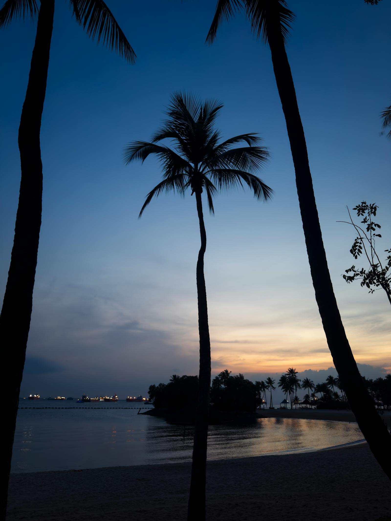 Palm tree silhouettes against a tropical sunset